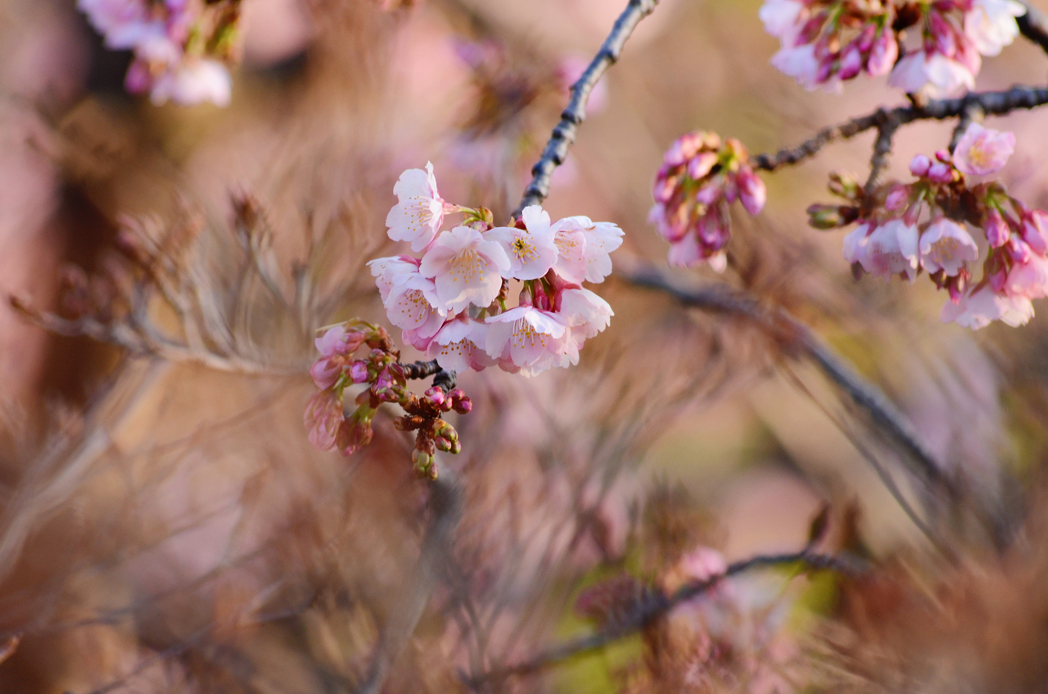 Nikon D7000 + Sigma 70-300mm F4-5.6 APO DG Macro sample photo. Sakura photography