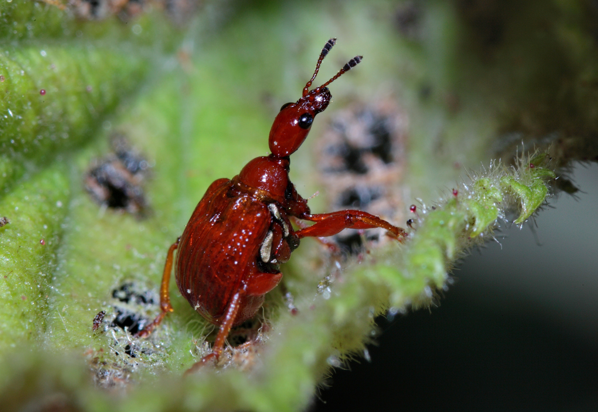 Canon 105mm sample photo