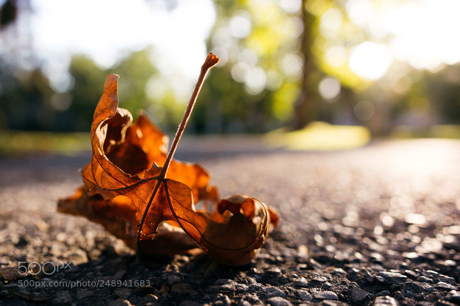 Nikon D7100 sample photo. Leaf photography