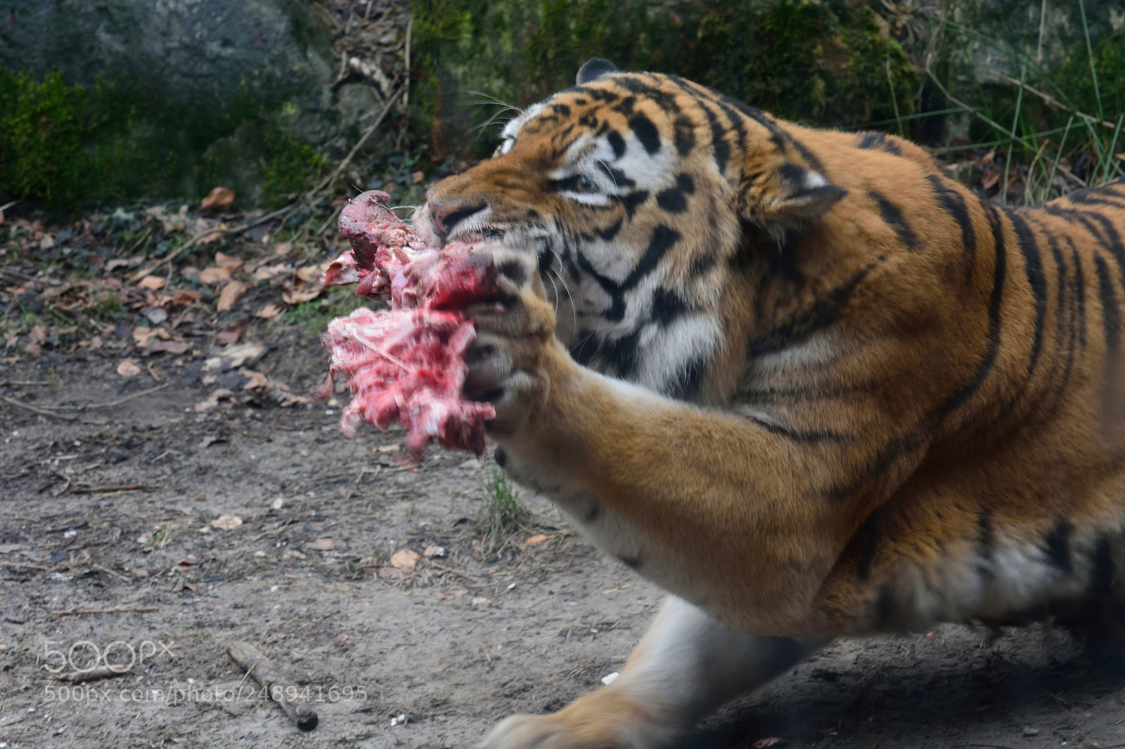 Nikon D7100 sample photo. Tiger photography