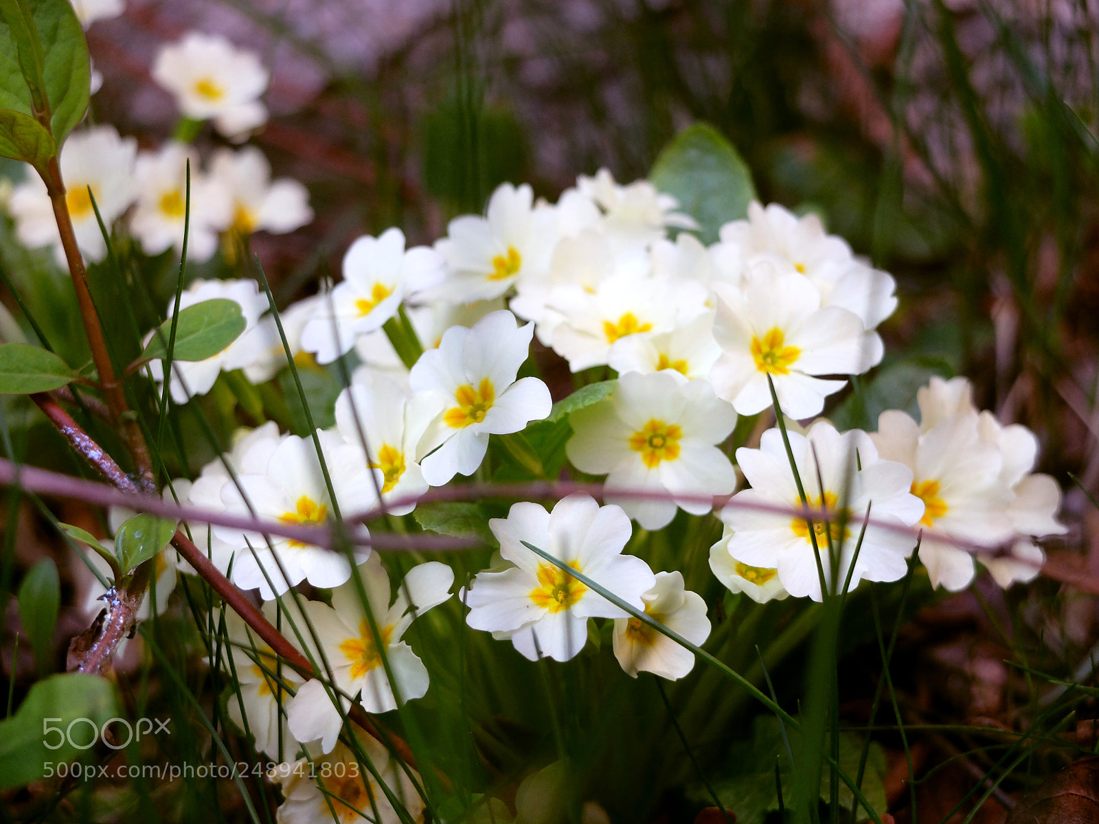 Fujifilm X20 sample photo. Flowers photography