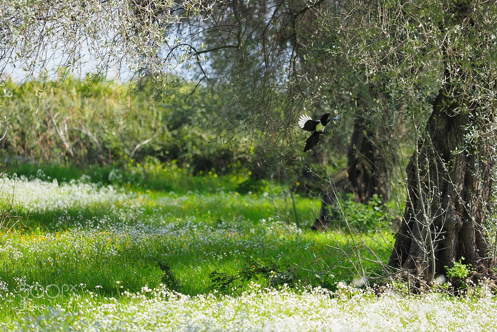 Olympus OM-D E-M1 Mark II sample photo. It's spring. photography