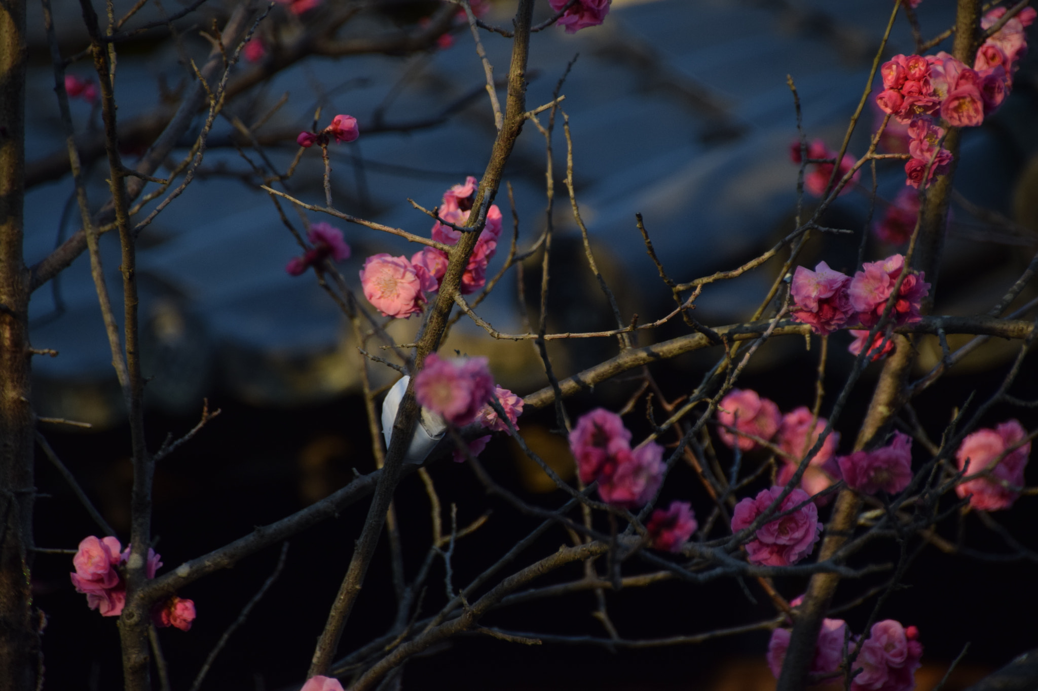 Nikon D3300 sample photo