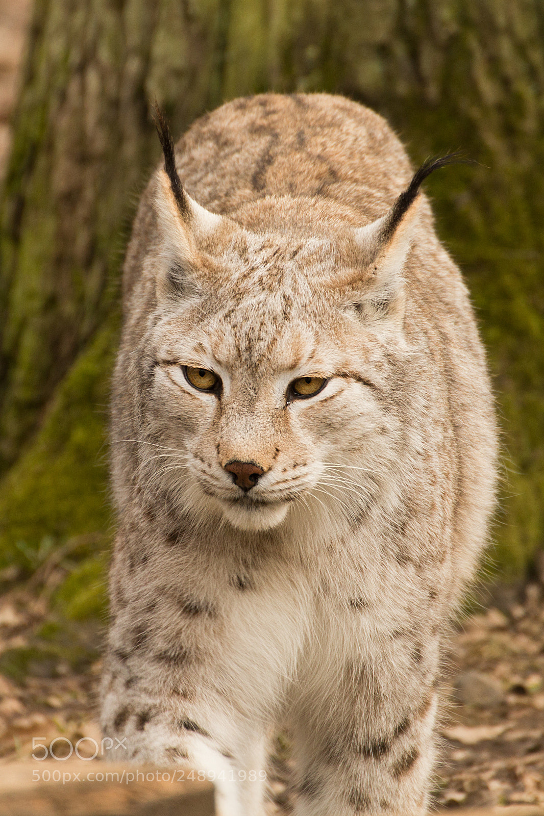 Canon EOS 600D (Rebel EOS T3i / EOS Kiss X5) sample photo. Luchs... photography