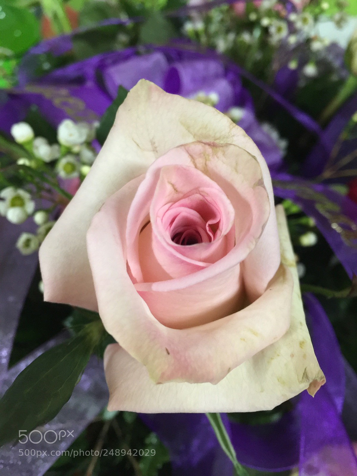 Apple iPhone 6 Plus sample photo. Today’s flower ? photography