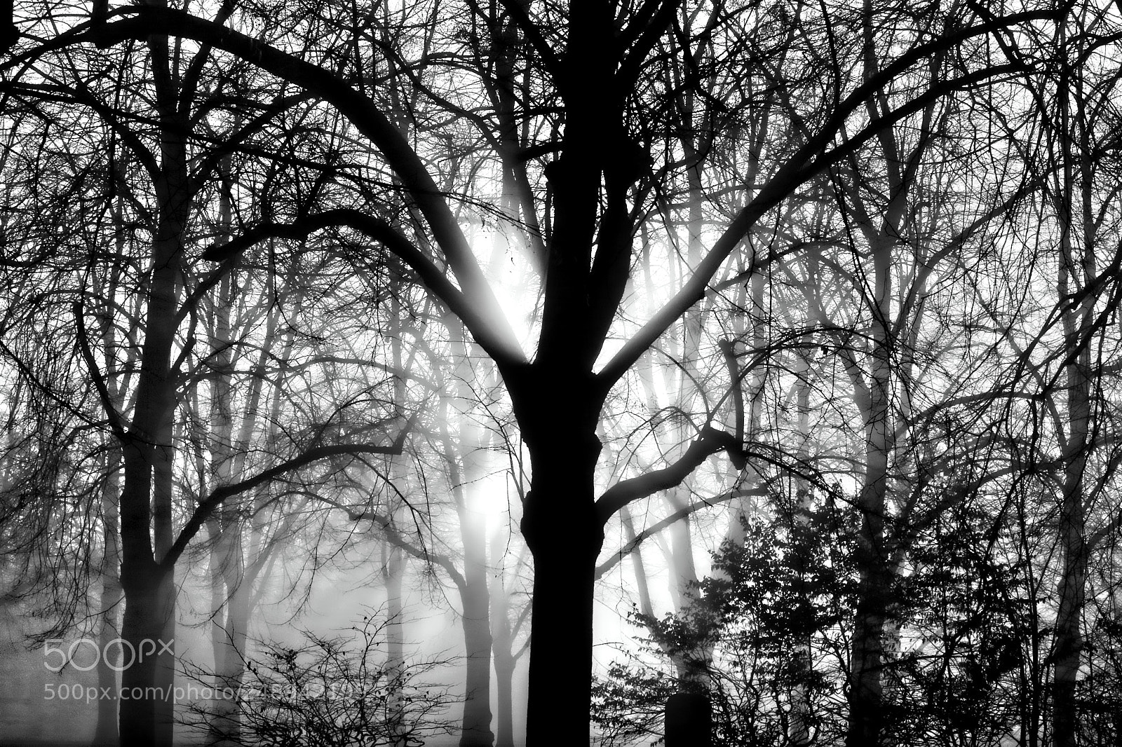 Canon EOS 760D (EOS Rebel T6s / EOS 8000D) sample photo. Foggy sunrise photography