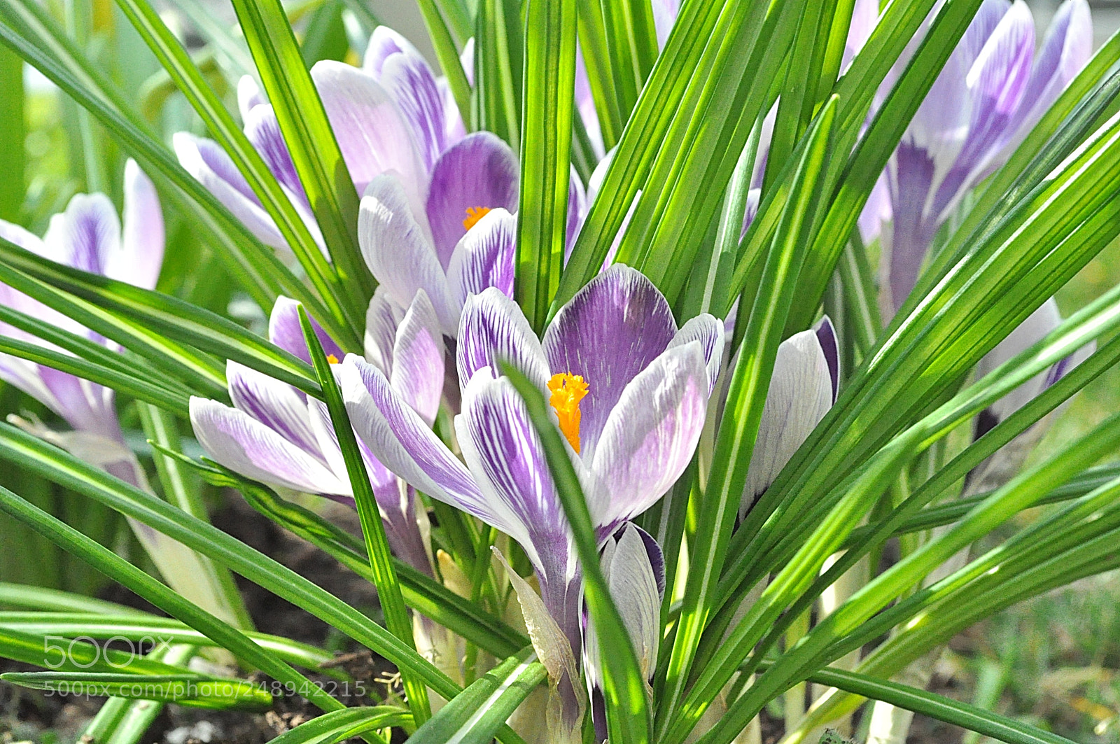 Nikon D5000 sample photo. Crocuses photography