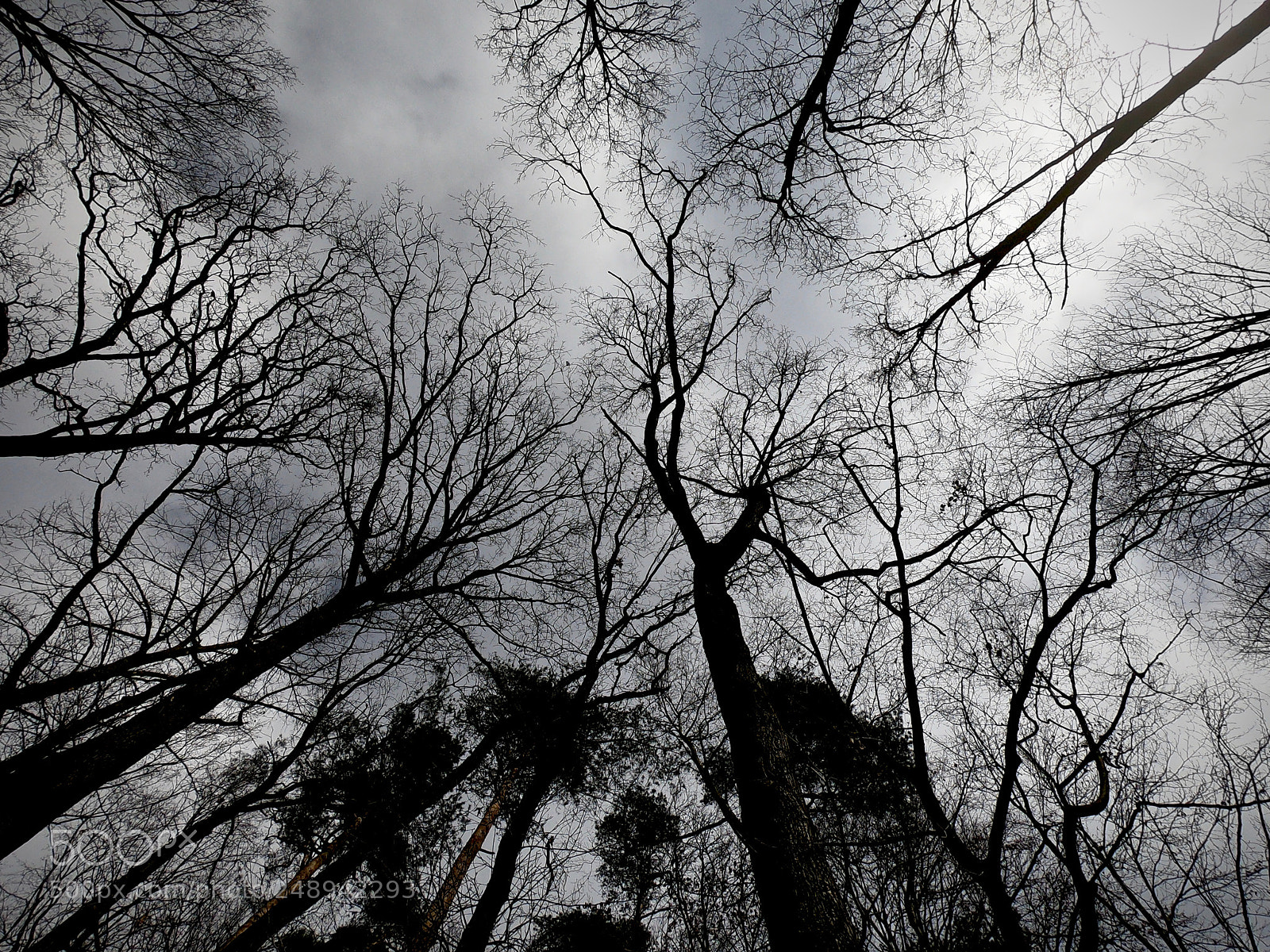 GoPro Hero6 Black sample photo. Trees photography
