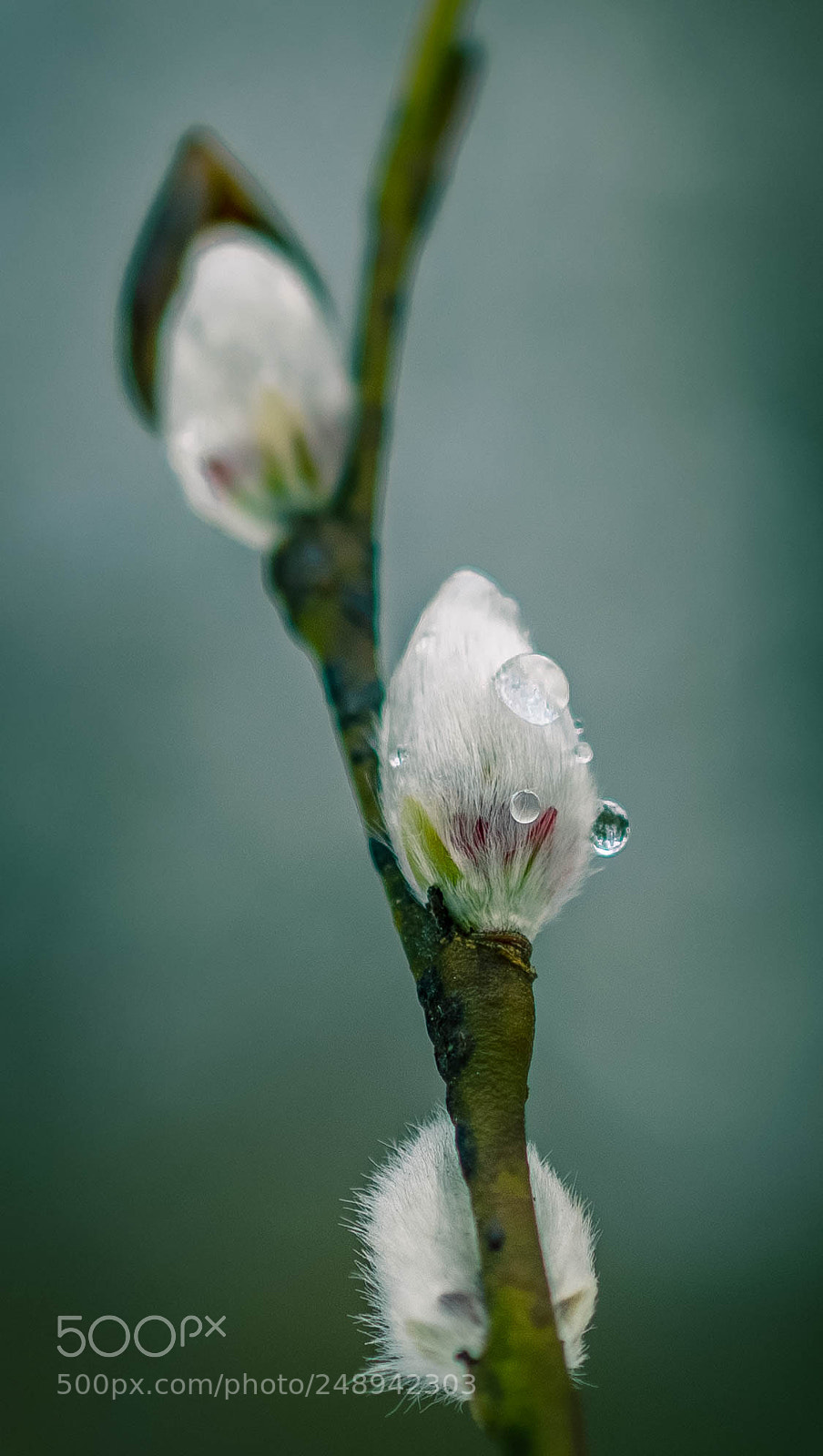 Nikon D3300 sample photo. First signs of spring.. photography