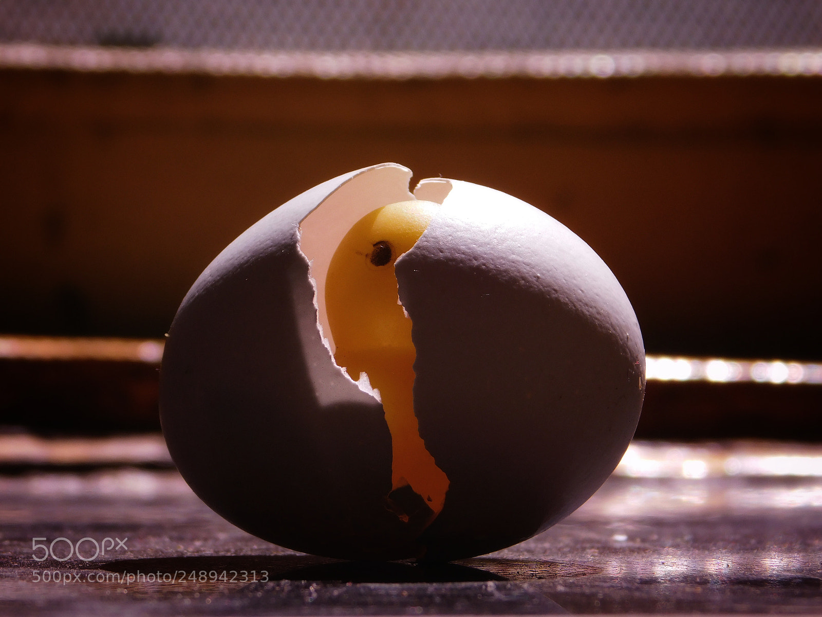 Nikon Coolpix L840 sample photo. Small hen in egg photography