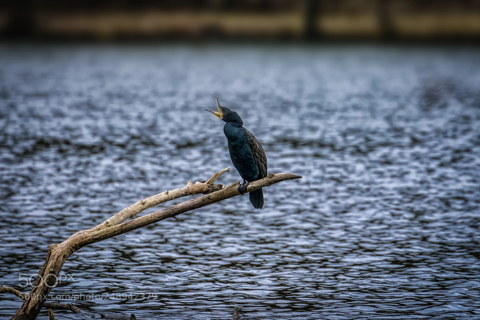 Sony a7R II sample photo. Screaming  photography