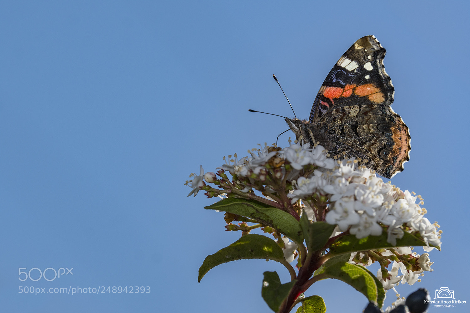 Nikon D7200 sample photo. Butterfly photography