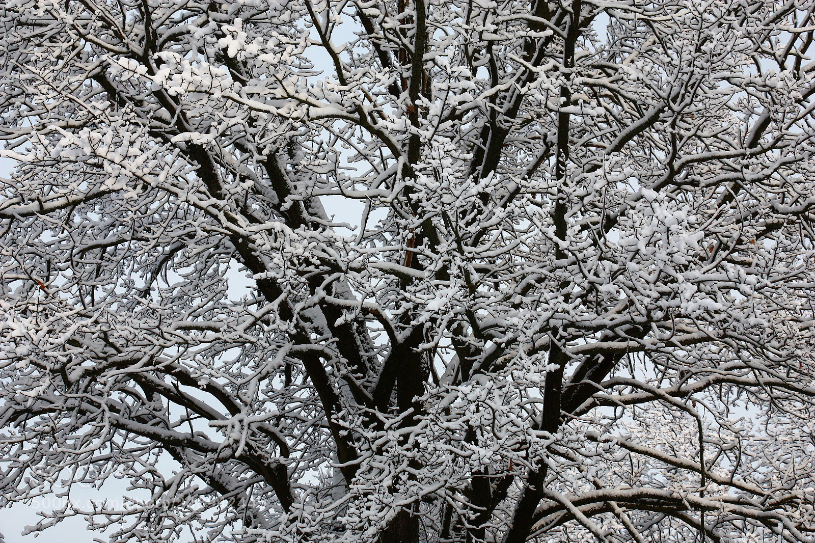 Canon EOS 450D (EOS Rebel XSi / EOS Kiss X2) sample photo. Part of a snow-covered photography
