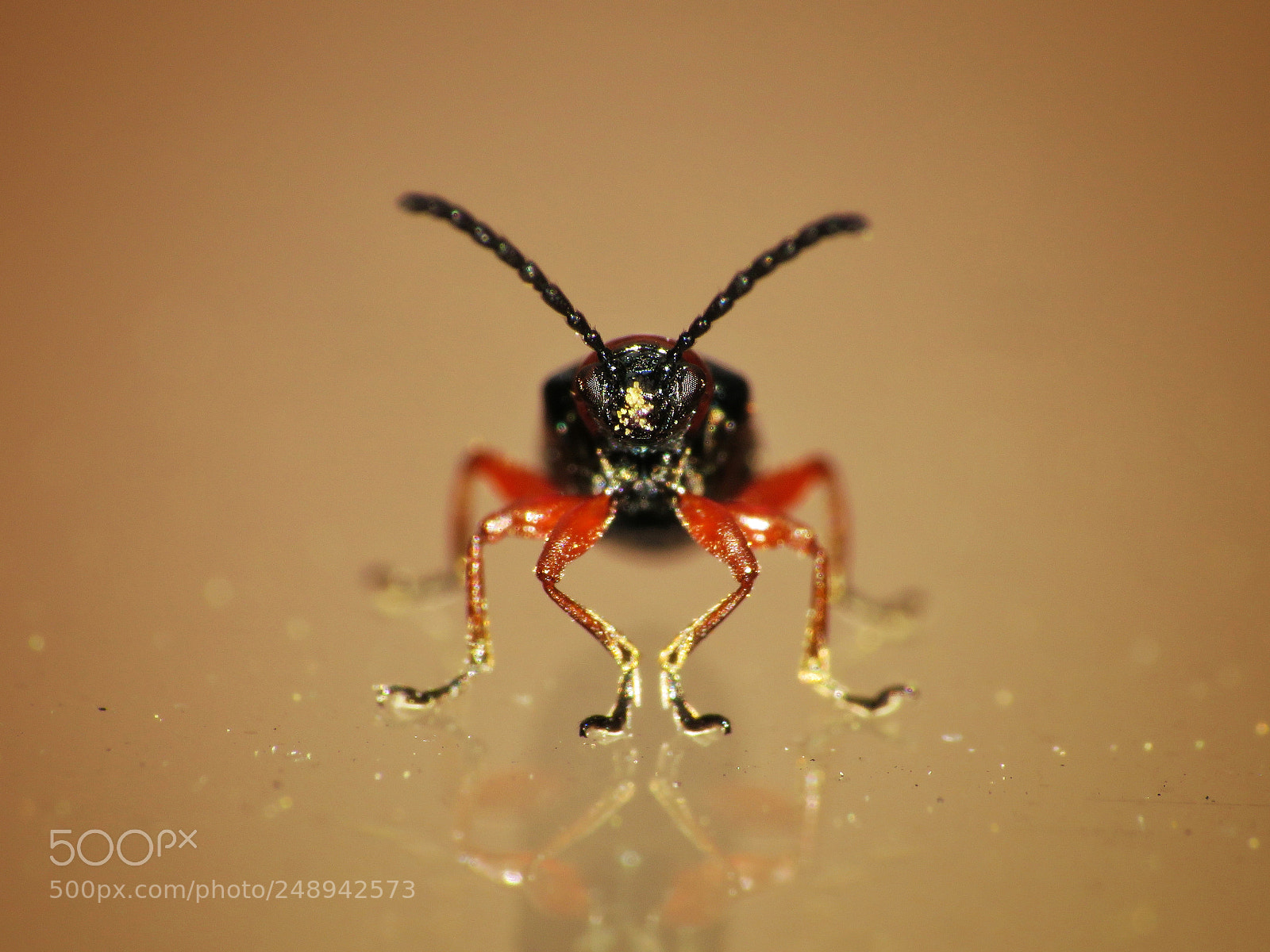 Canon PowerShot SX540 HS sample photo. Beetle photography