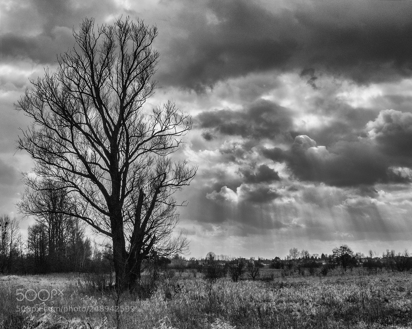 Canon EOS 1200D (EOS Rebel T5 / EOS Kiss X70 / EOS Hi) sample photo. Bare tree photography