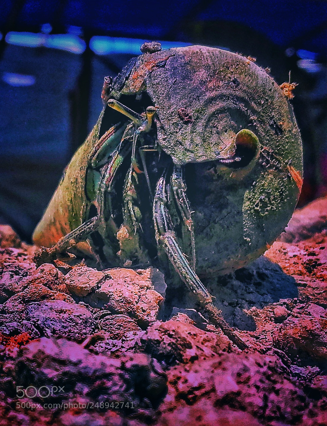 Samsung Galaxy Grand Prime sample photo. Shelled crab photography