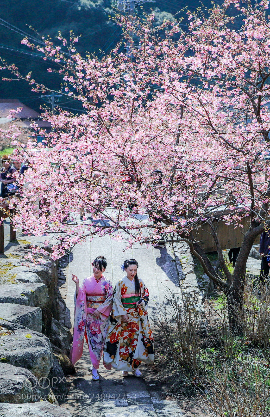 Canon EOS 6D Mark II sample photo. Cherry-blossom viewing photography