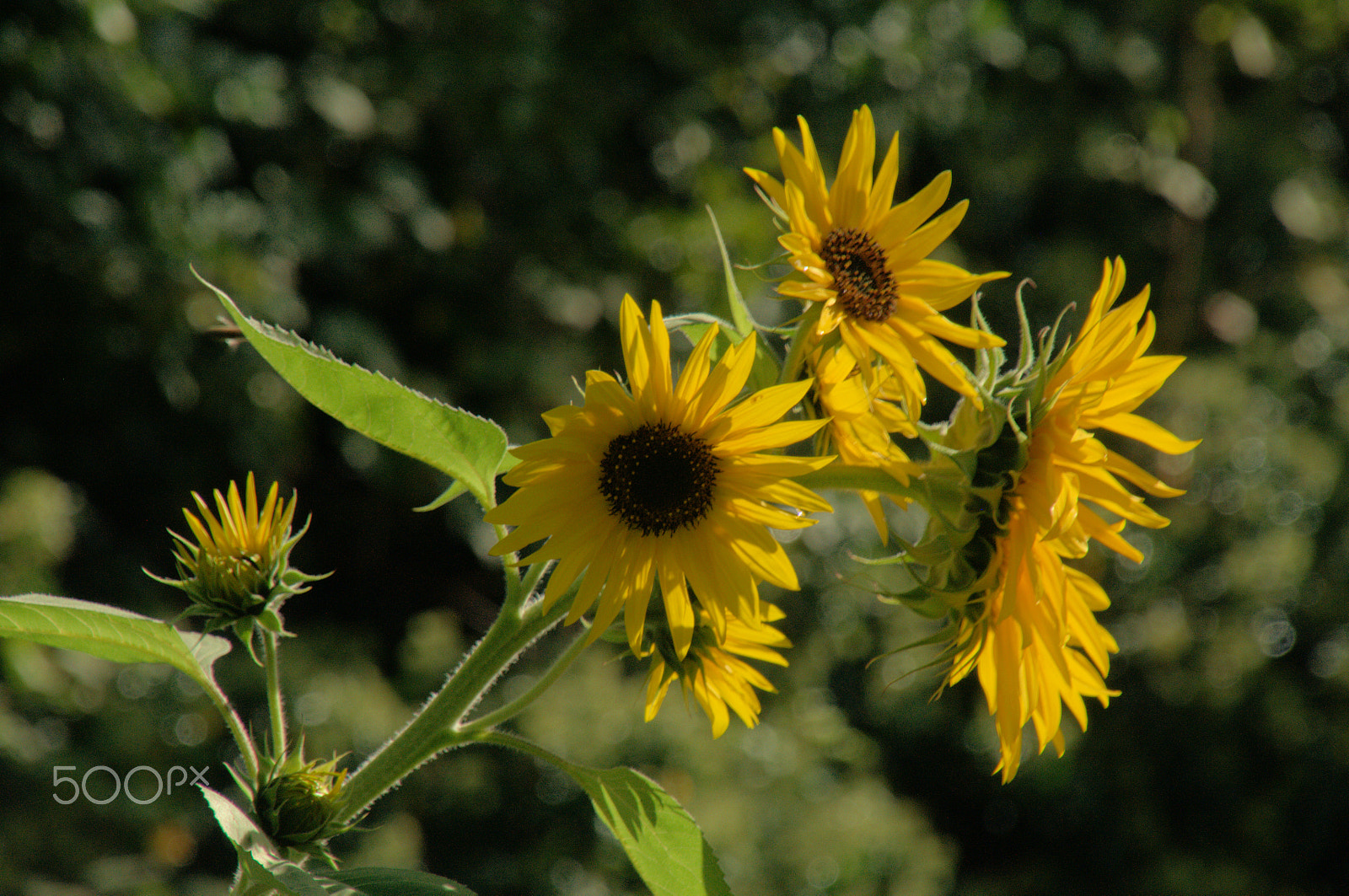 Nikon D300 sample photo. Girasole photography