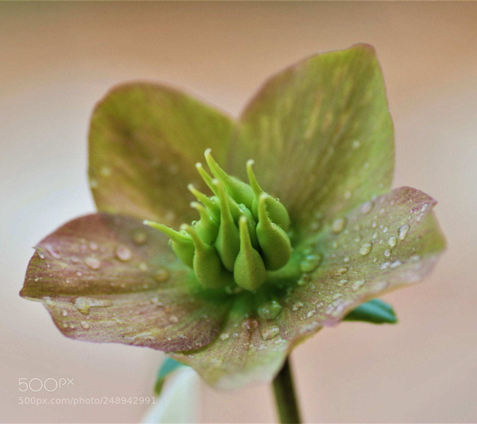 Nikon D80 sample photo. Pink helleborus photography
