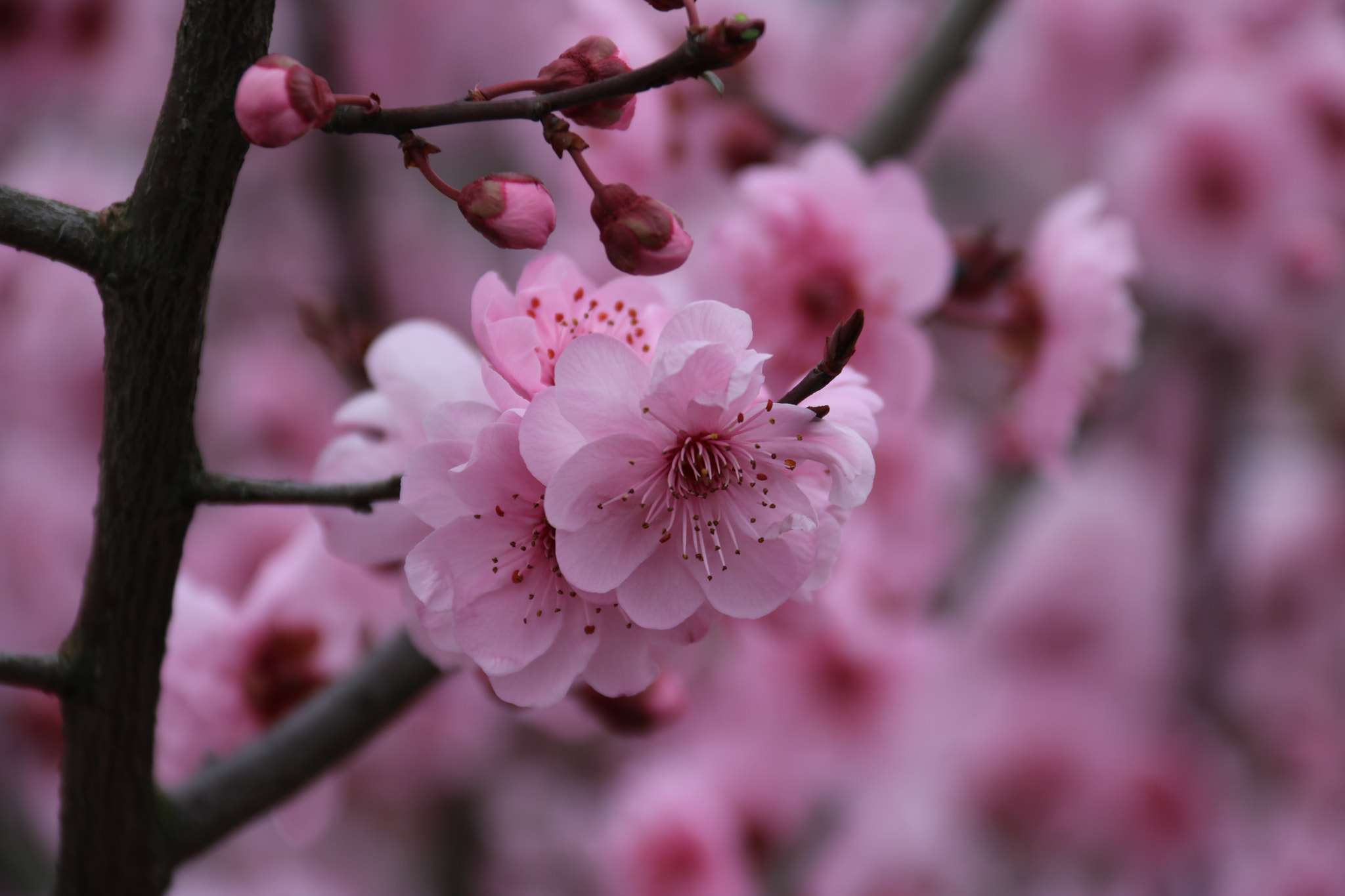 Canon EF-S 18-200mm F3.5-5.6 IS sample photo