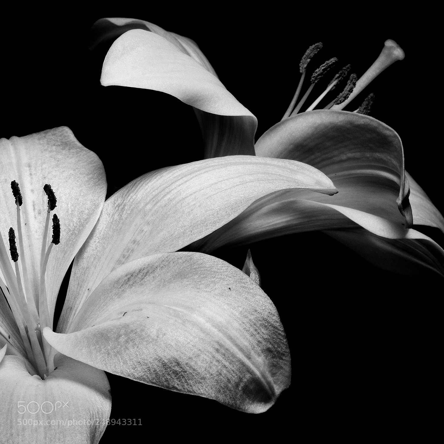 Canon EOS 50D sample photo. Lilium photography