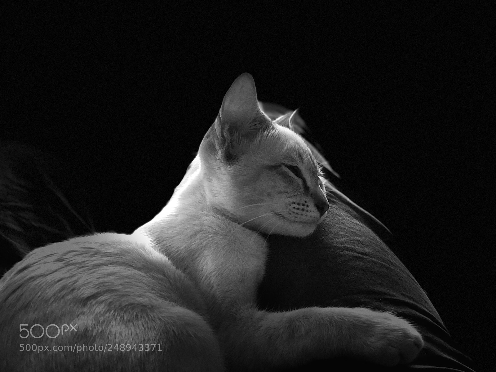 Apple iPhone 8 Plus sample photo. Cat on my knee photography