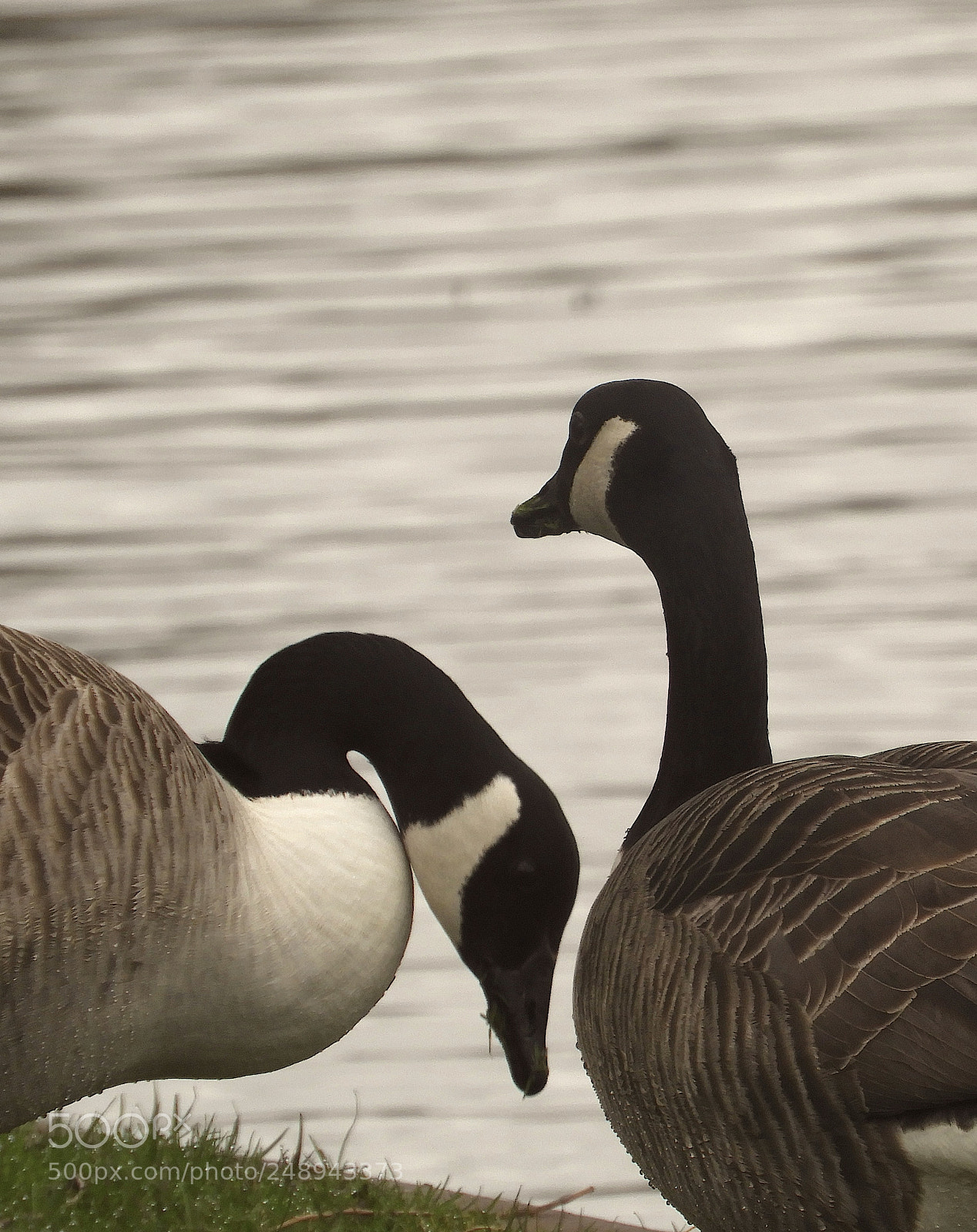 Nikon Coolpix B700 sample photo. Canada geese photography