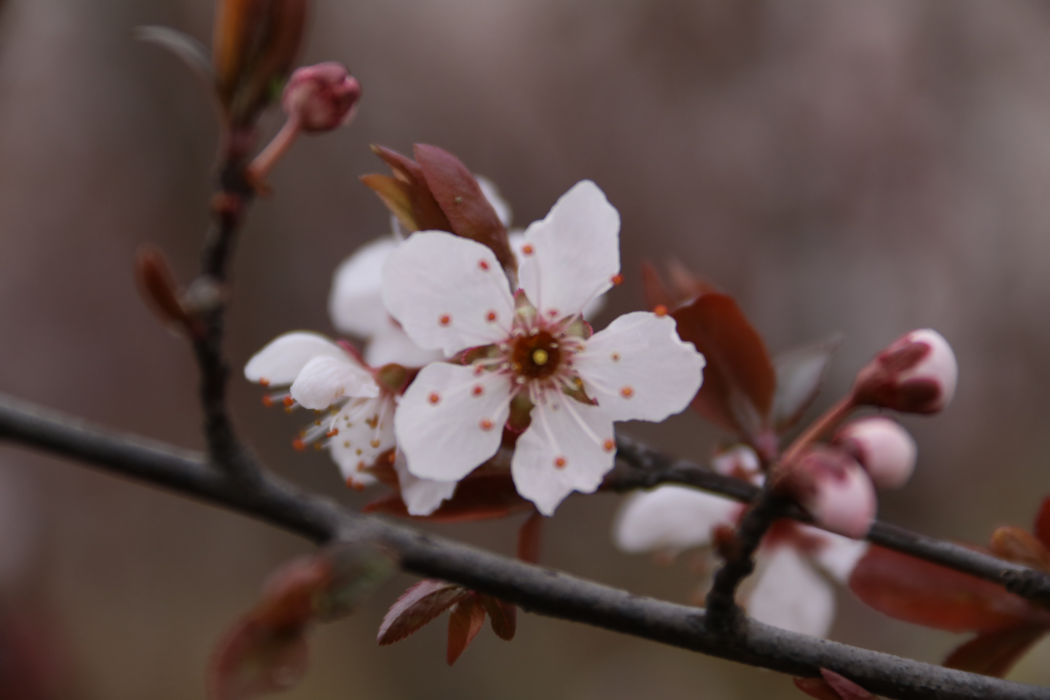 Canon EF-S 18-200mm F3.5-5.6 IS sample photo