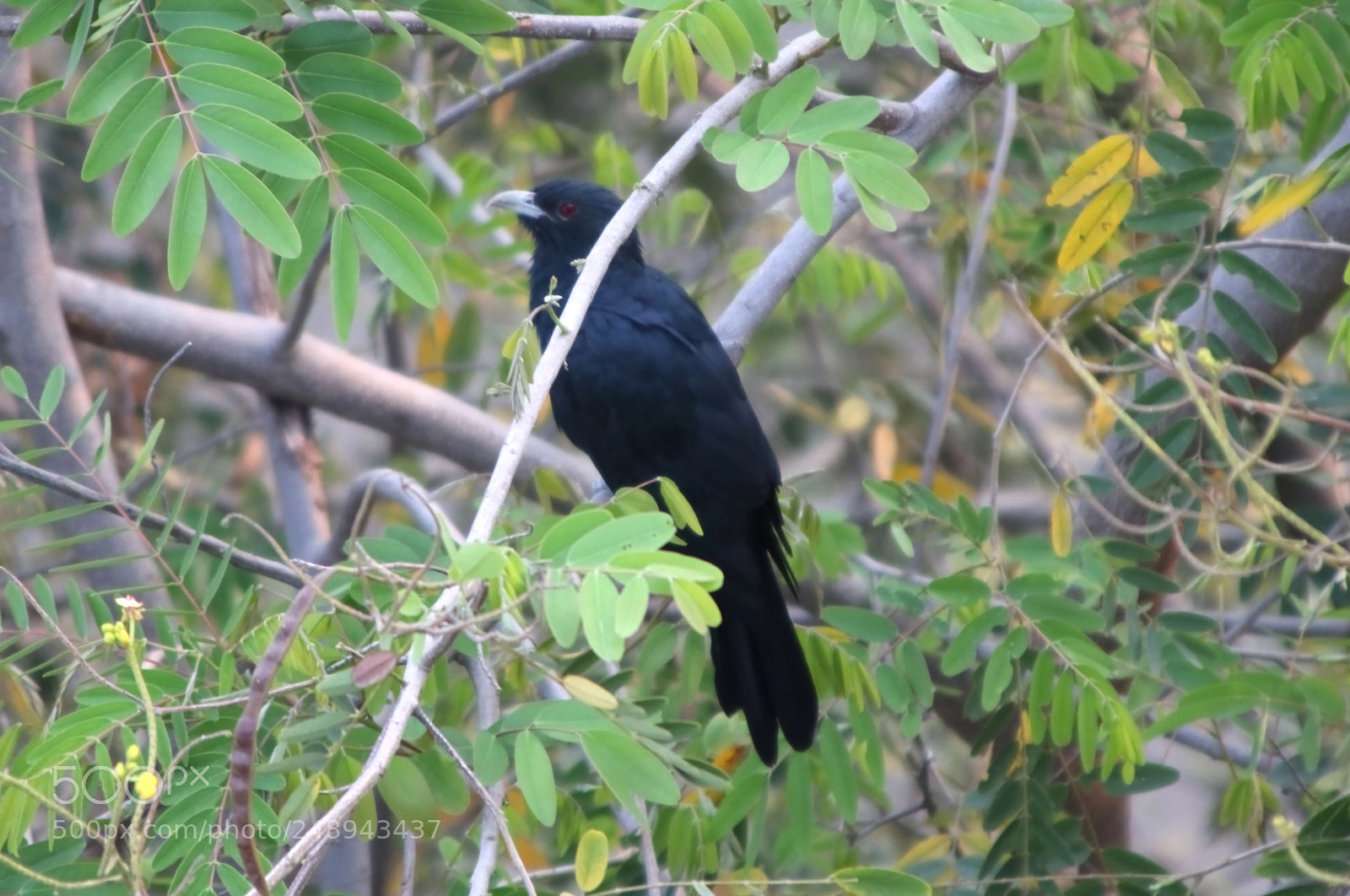 Canon EOS 80D sample photo. Indian cuckoo photography