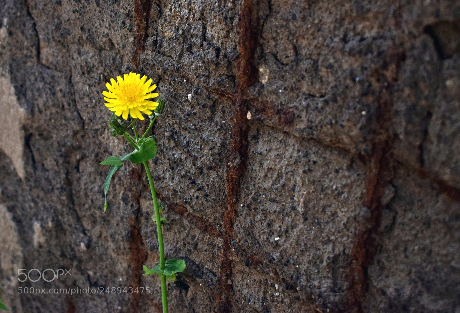Nikon D3300 sample photo. Tarassaco photography
