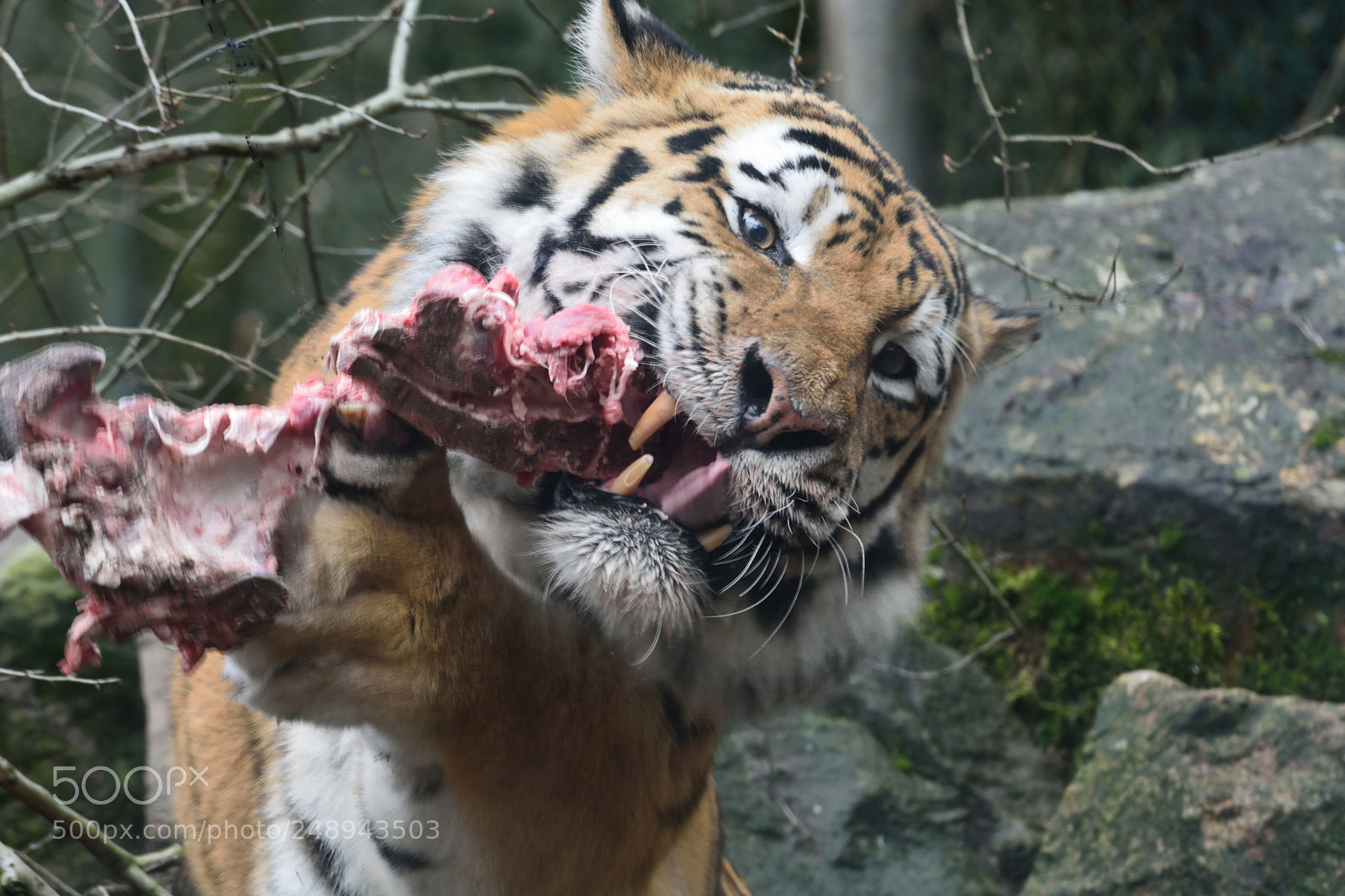 Nikon D7100 sample photo. Wild photography