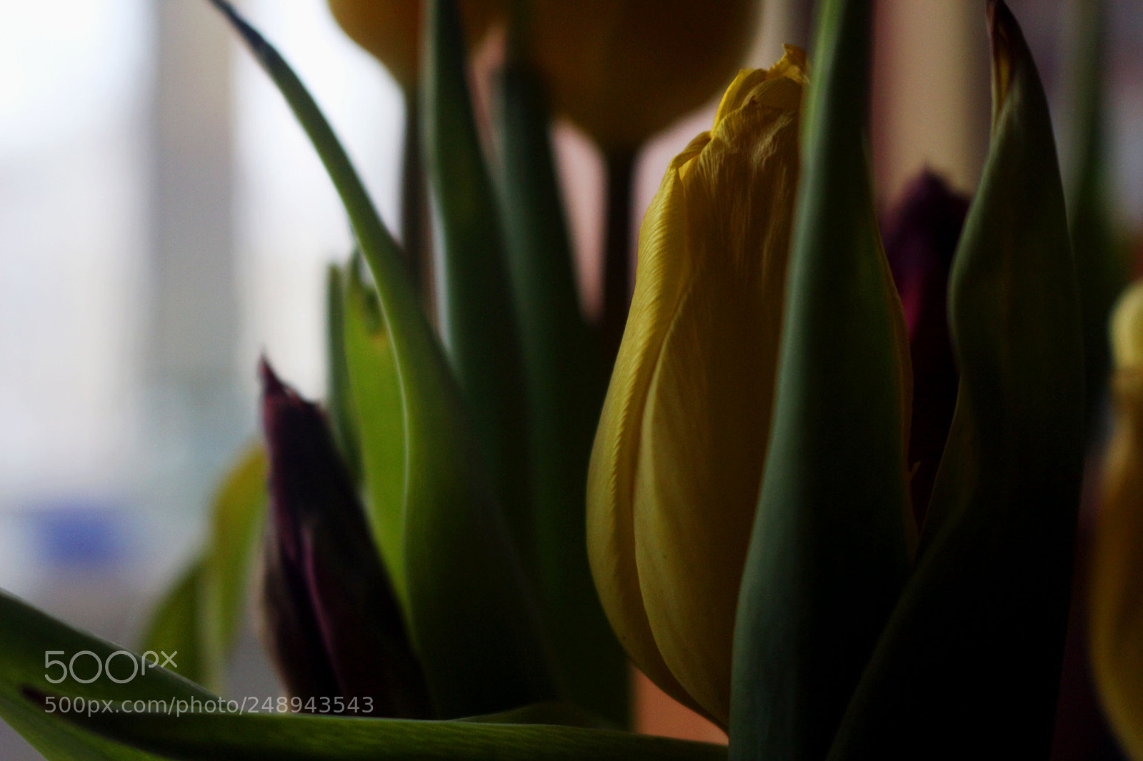 Canon EOS 700D (EOS Rebel T5i / EOS Kiss X7i) sample photo. Img photography