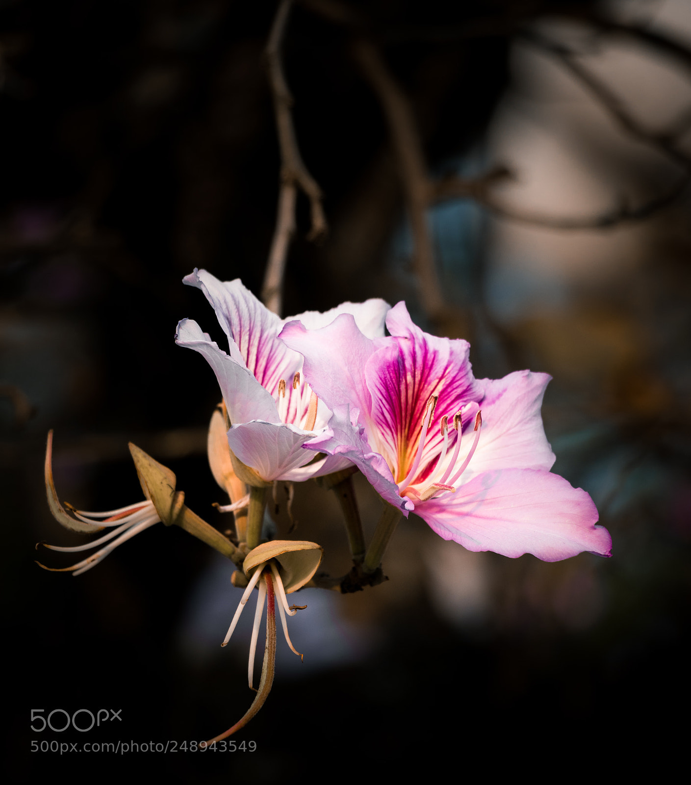 Canon EOS 80D sample photo. Bauhinia variegata photography
