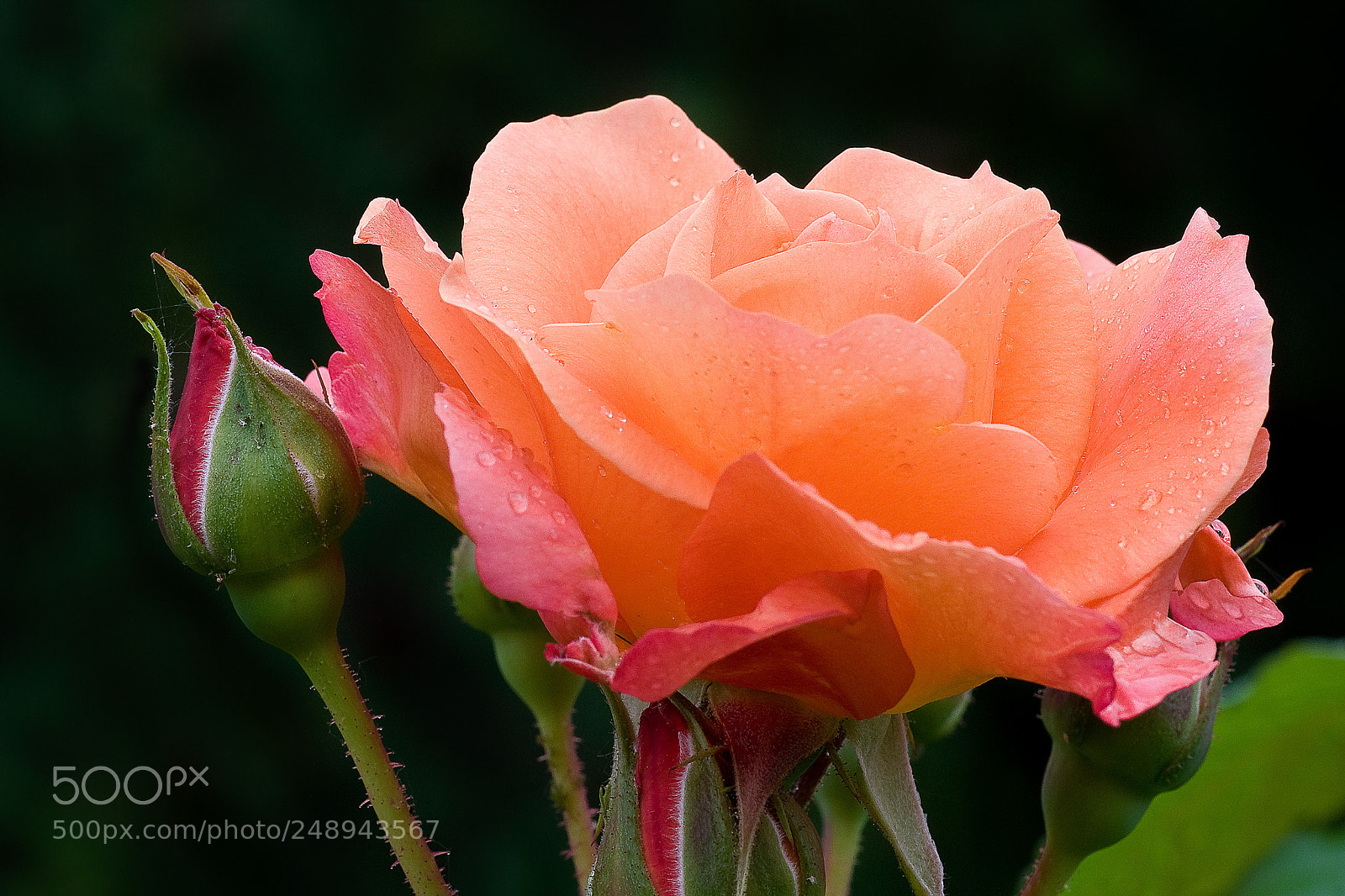 Nikon D300 sample photo. Rose westerland photography
