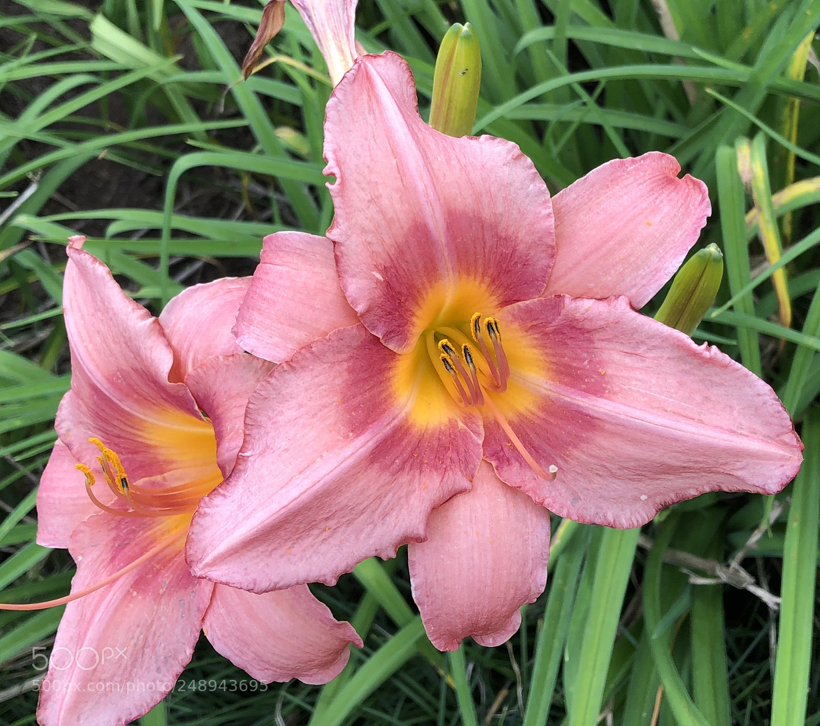 Apple iPhone X sample photo. Hemerocallis rosa photography