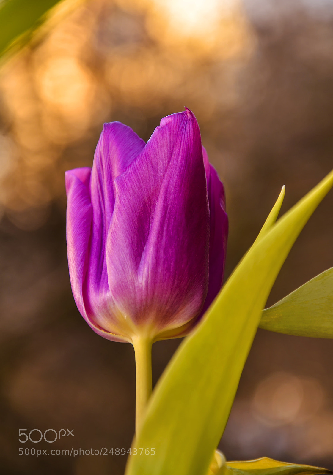 Nikon D7000 sample photo. Tulip photography