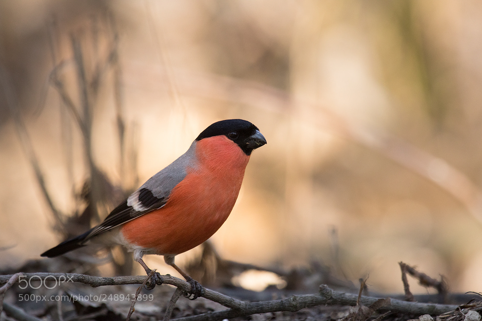 Canon EOS 7D Mark II sample photo. Bullfinch photography