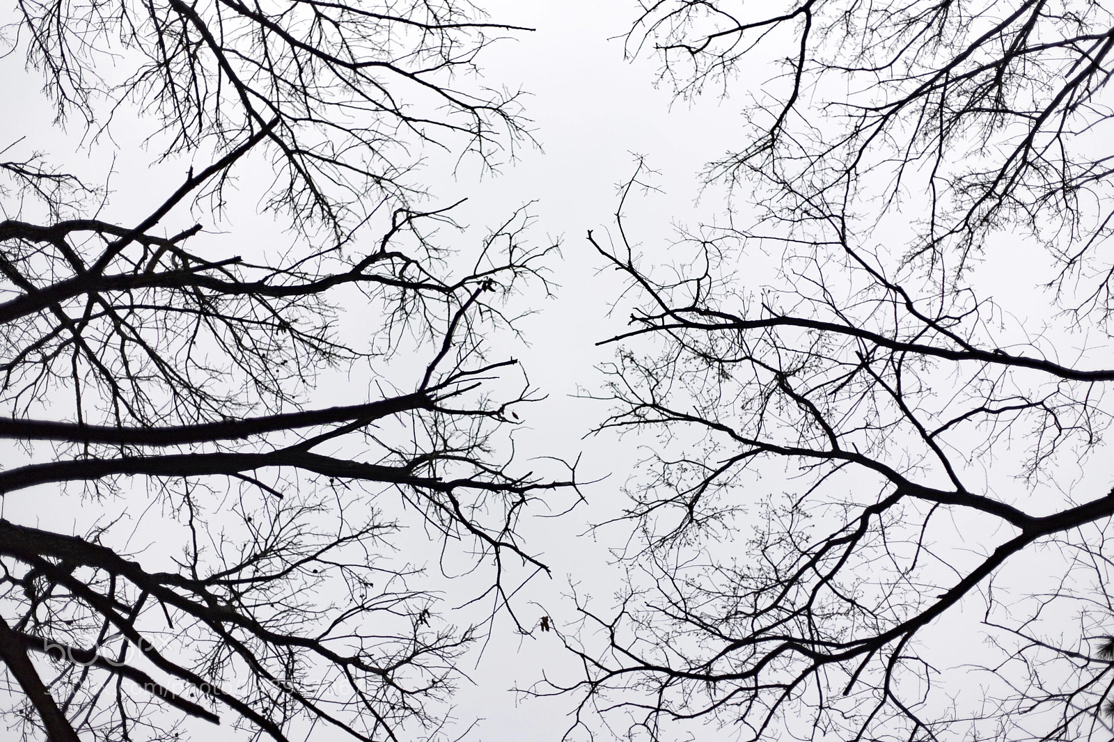 Canon EOS 6D Mark II sample photo. Tree photography