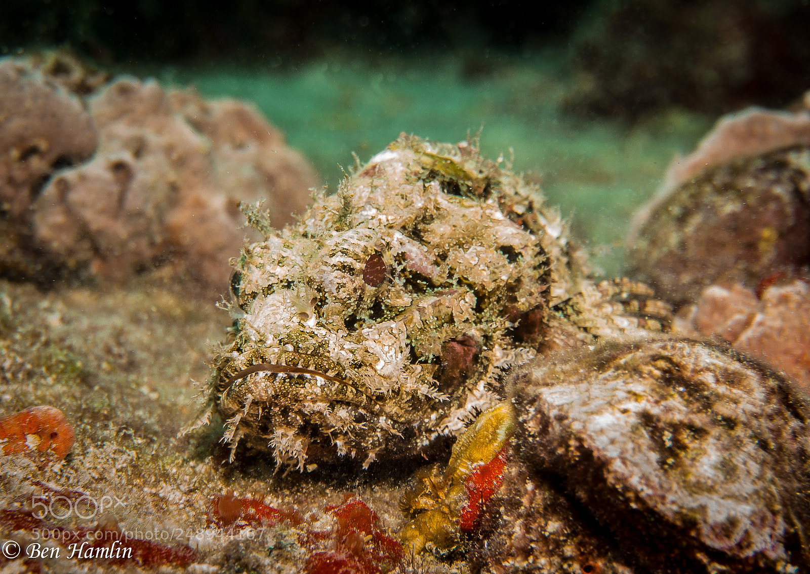 Sony Alpha NEX-6 sample photo. Spotted scorpionfish photography