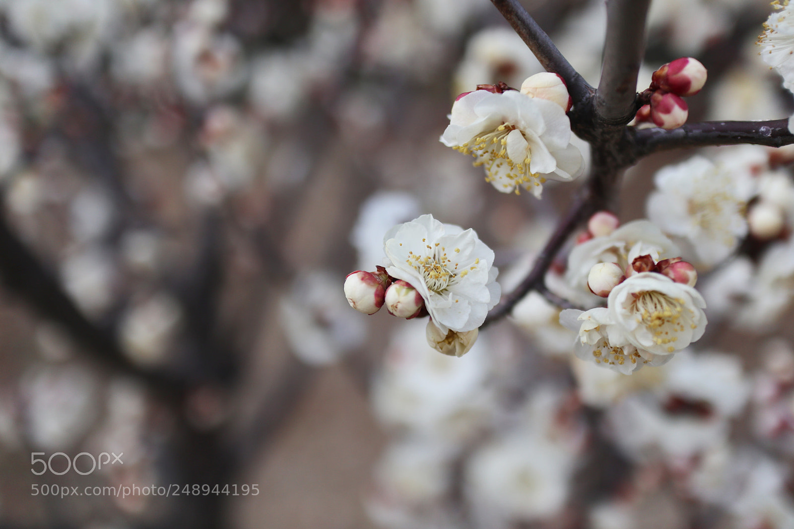 Canon EOS M6 sample photo. Plum blossom photography