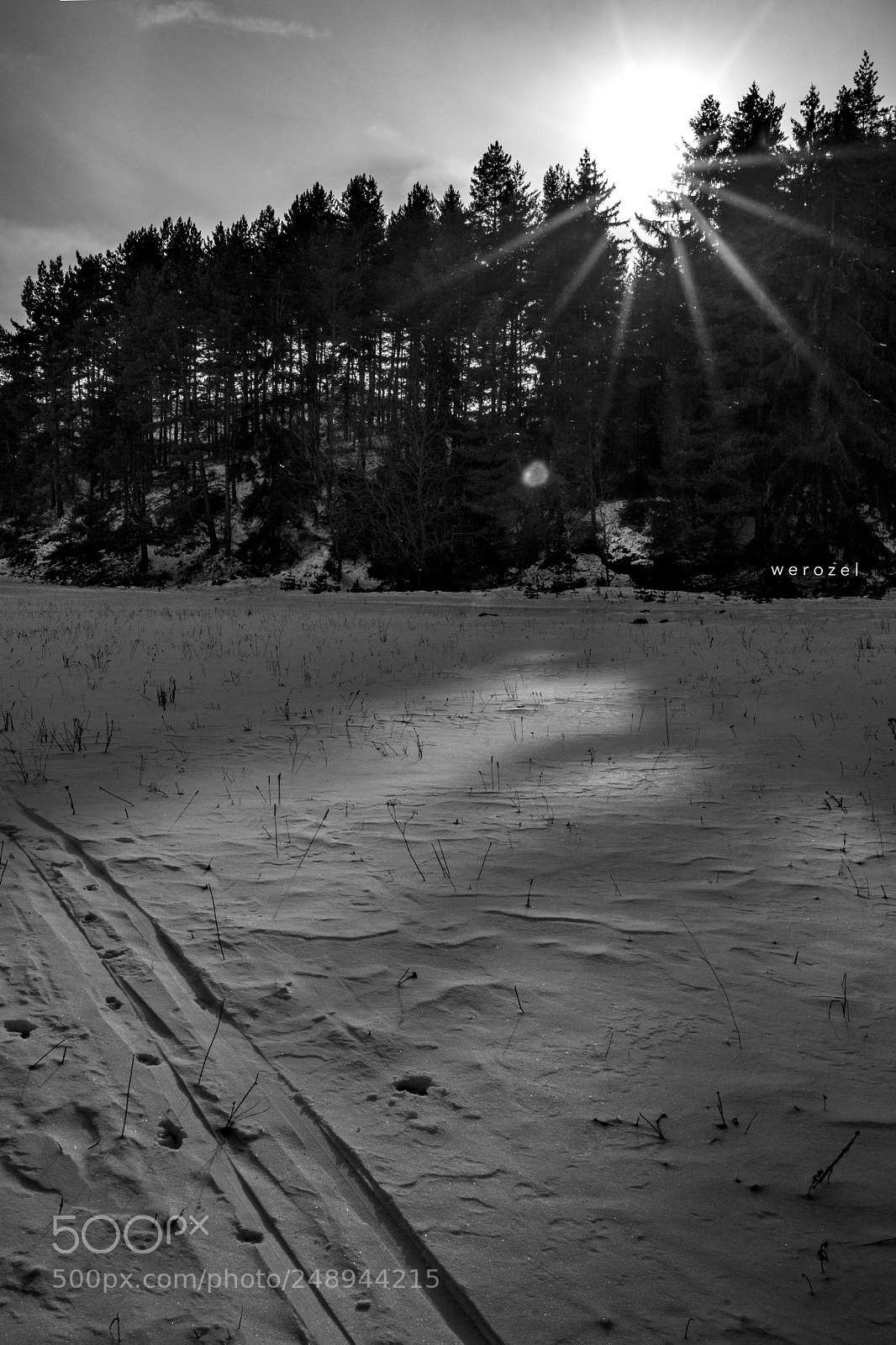 Nikon D7100 sample photo. Sunrise over the forest photography