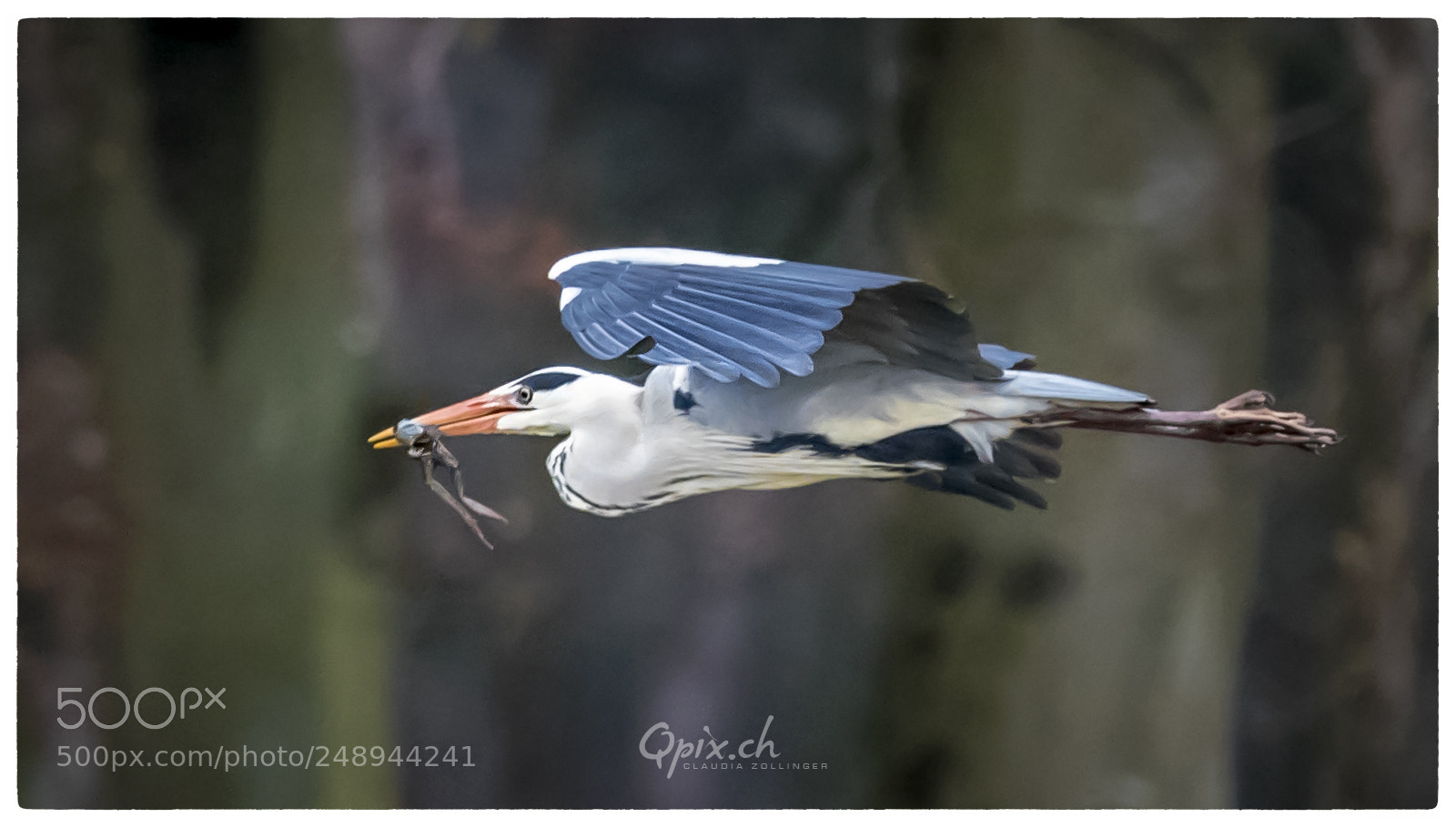 Canon EOS 80D sample photo. Froschreiher photography