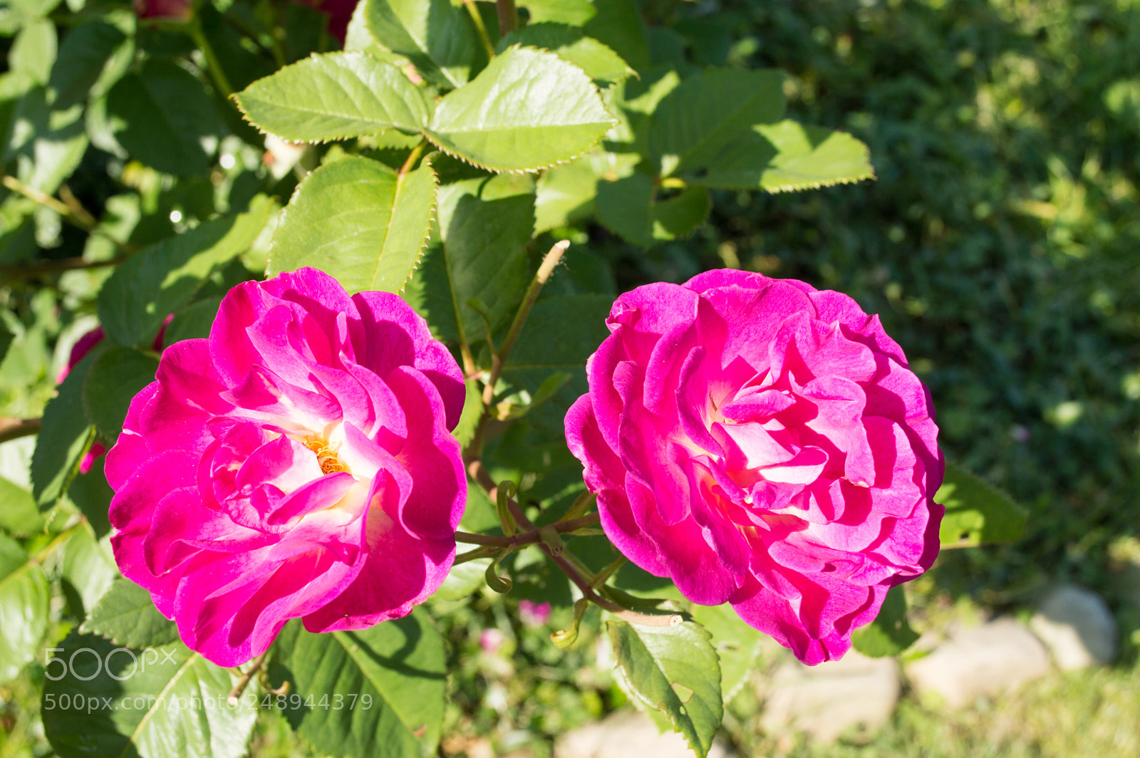 Nikon D3200 sample photo. Roses photography