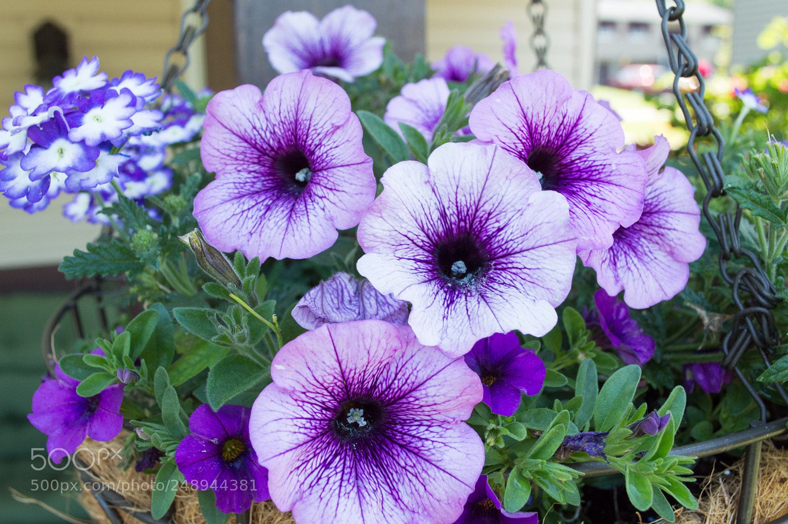 Nikon D3200 sample photo. Flowers photography