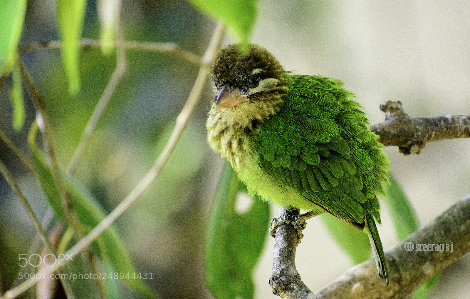 Nikon D5200 sample photo. White-cheeked barbet photography