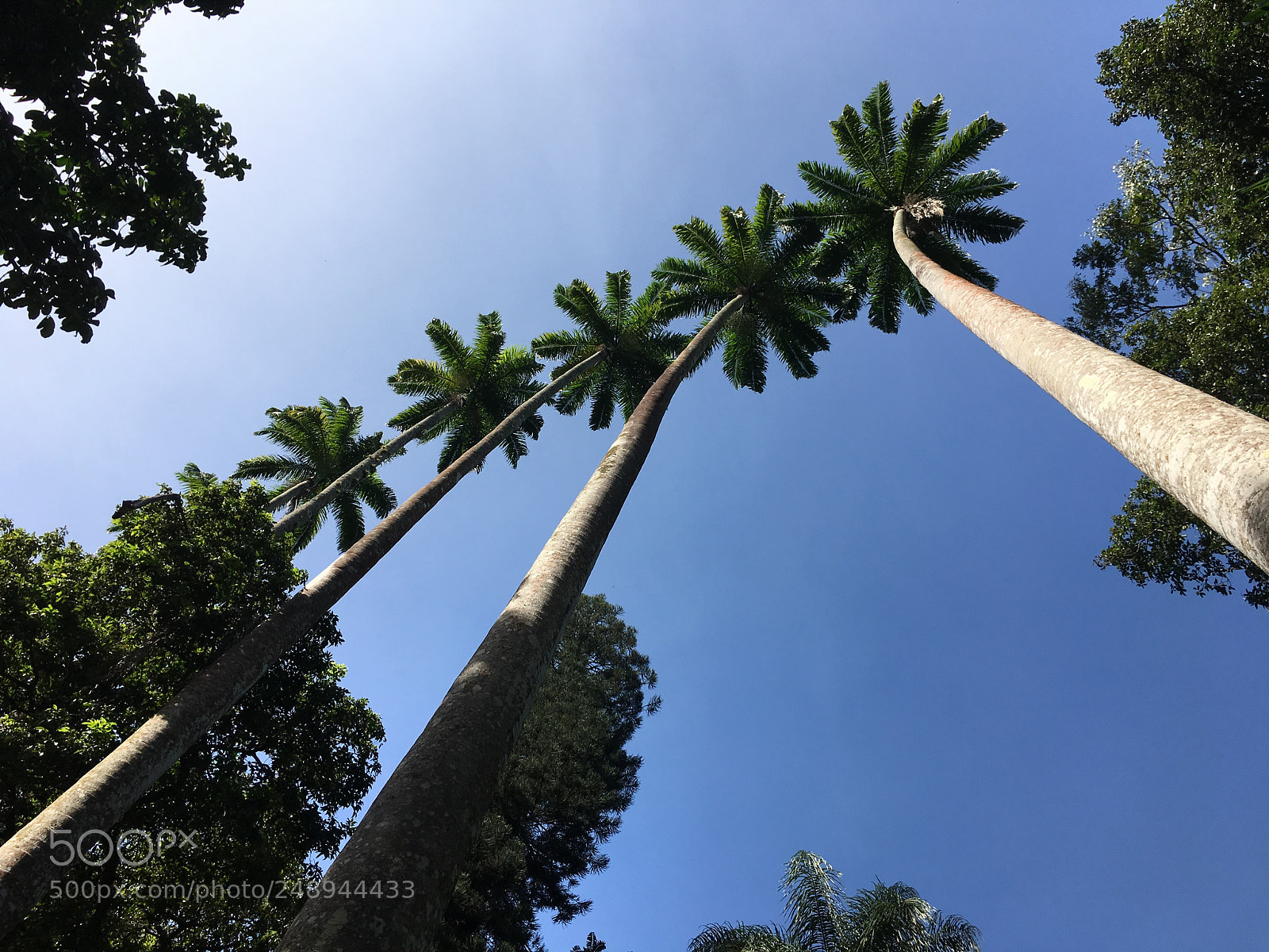 Apple iPhone 6s Plus sample photo. Botanical garden -rio de photography