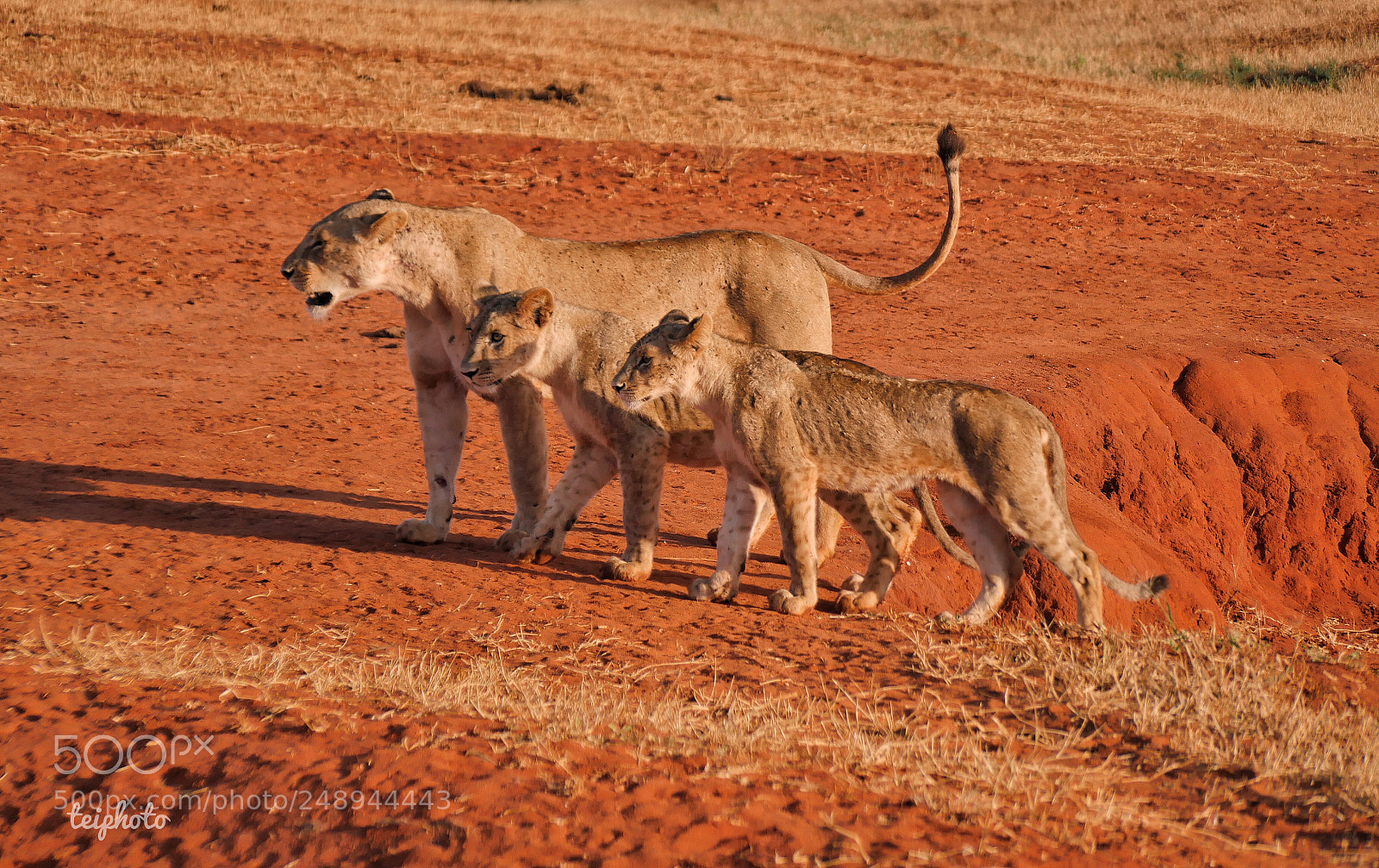 Panasonic Lumix DMC-GH4 sample photo. Kenia tsavo lion babys photography