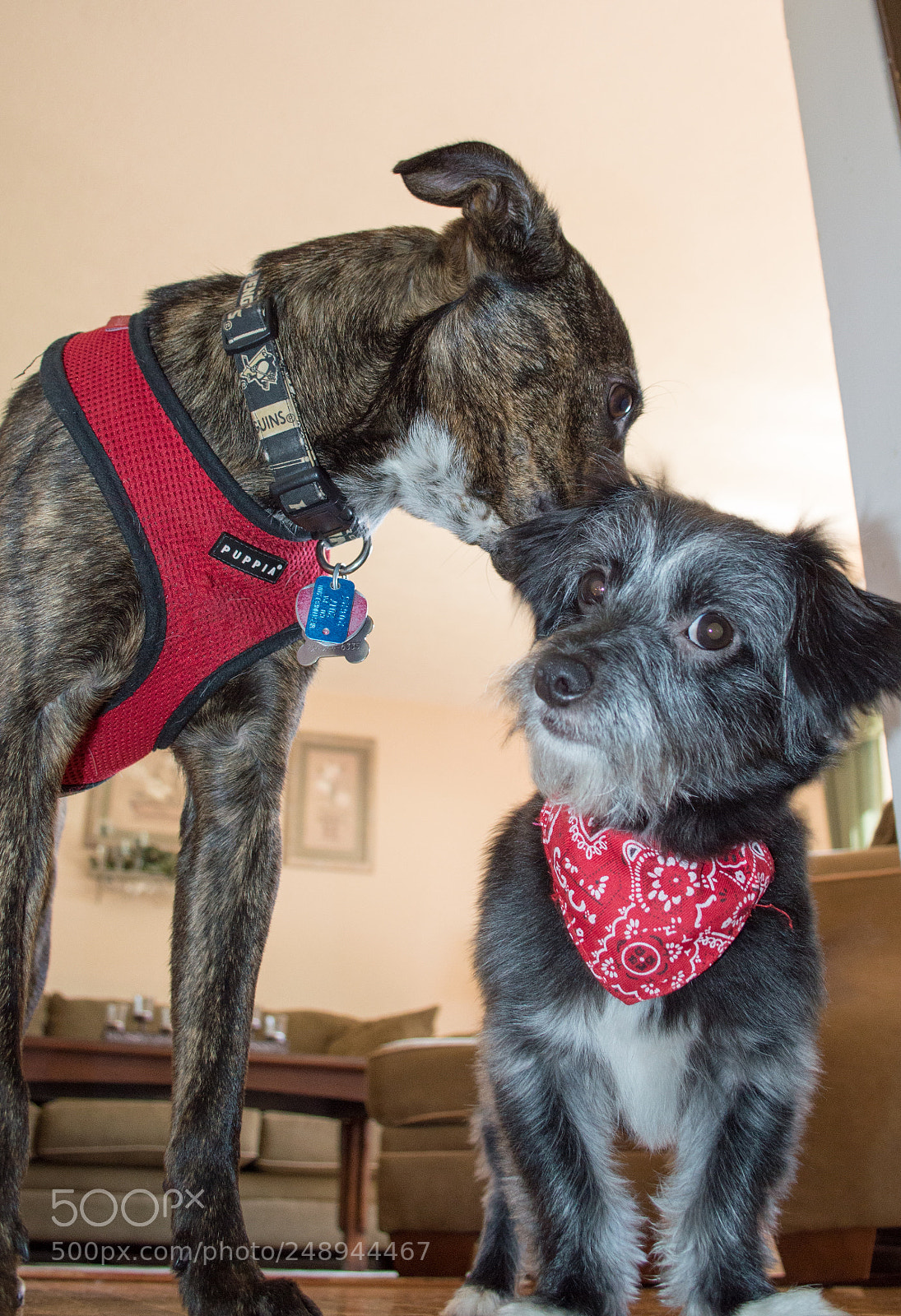 Nikon D3200 sample photo. Best friends photography