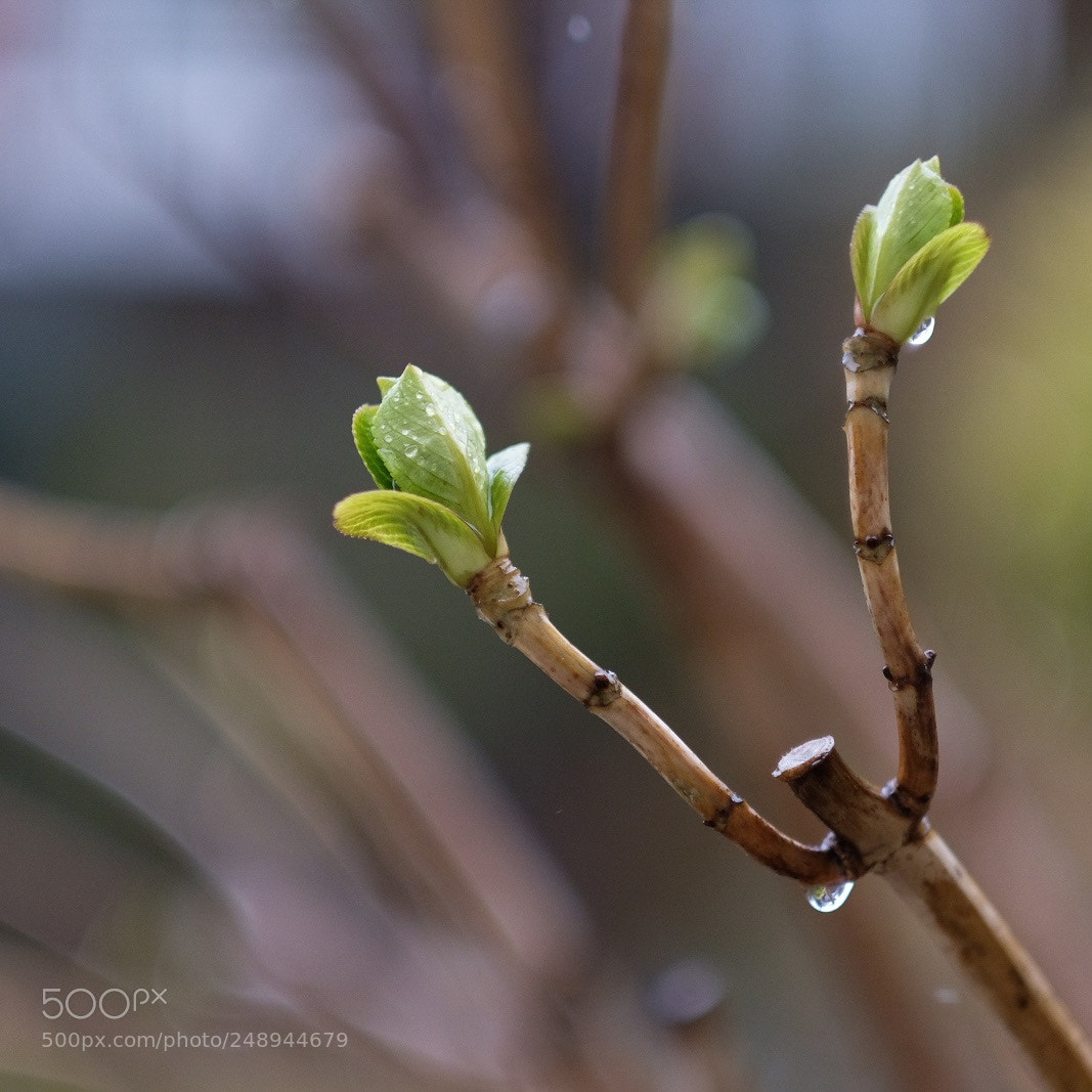Fujifilm X-Pro2 sample photo. Raindrops & buds photography