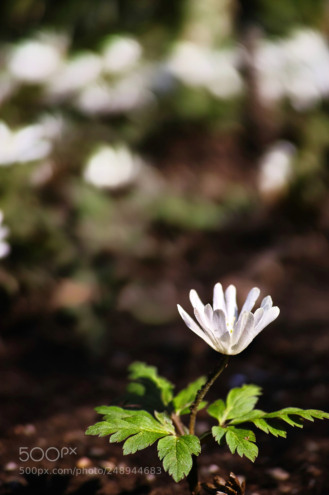 Sigma DP3 Merrill sample photo. Spring ephemeral photography